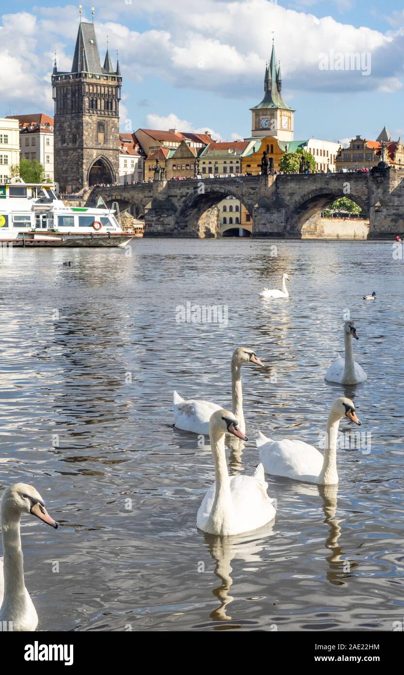 Weiße Schwäne und Enten die Moldau und Mähren Fähre Kreuzfahrt unter der Karlsbrücke in Prag in der Tschechischen Republik. Stockfoto