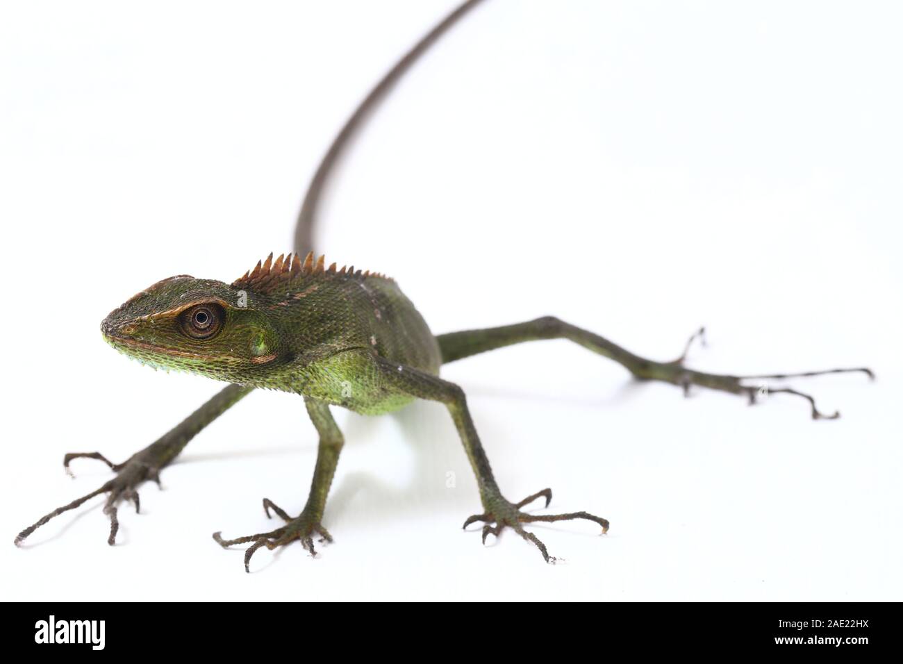 Bronchocela jubata, die gemeinhin als die Maned Wald Echse genannt, ist eine Pflanzenart aus der Gattung der Drachen Echse hauptsächlich in Indonesien gefunden isoliert auf weißem Hintergrund Stockfoto