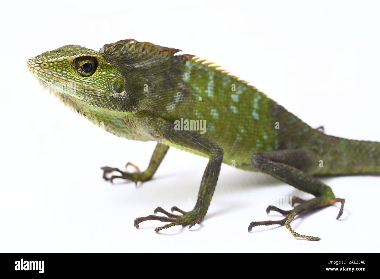 Bronchocela jubata, die gemeinhin als die Maned Wald Echse genannt, ist eine Pflanzenart aus der Gattung der Drachen Echse hauptsächlich in Indonesien gefunden isoliert auf weißem Hintergrund Stockfoto