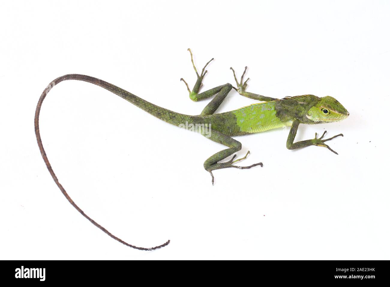 Bronchocela jubata, die gemeinhin als die Maned Wald Echse genannt, ist eine Pflanzenart aus der Gattung der Drachen Echse hauptsächlich in Indonesien gefunden isoliert auf weißem Hintergrund Stockfoto