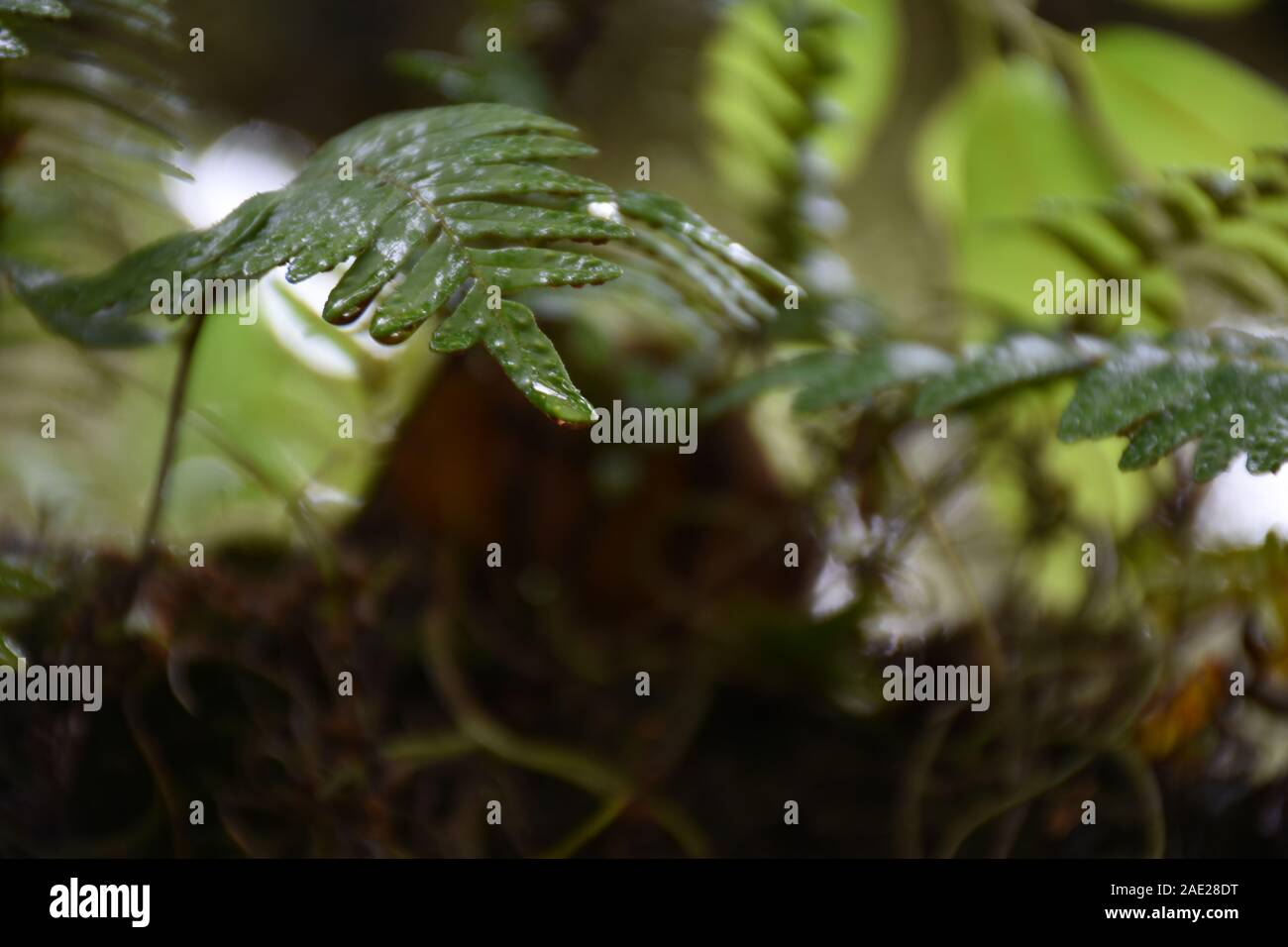Dieses Makrofoto eines Wiederauferstehung Farns wurde an einem Tag aufgenommen, an dem es regnete, und der Farn kehrte von seinem toten Aussehen zurück, es ist wieder erweckt worden. Stockfoto