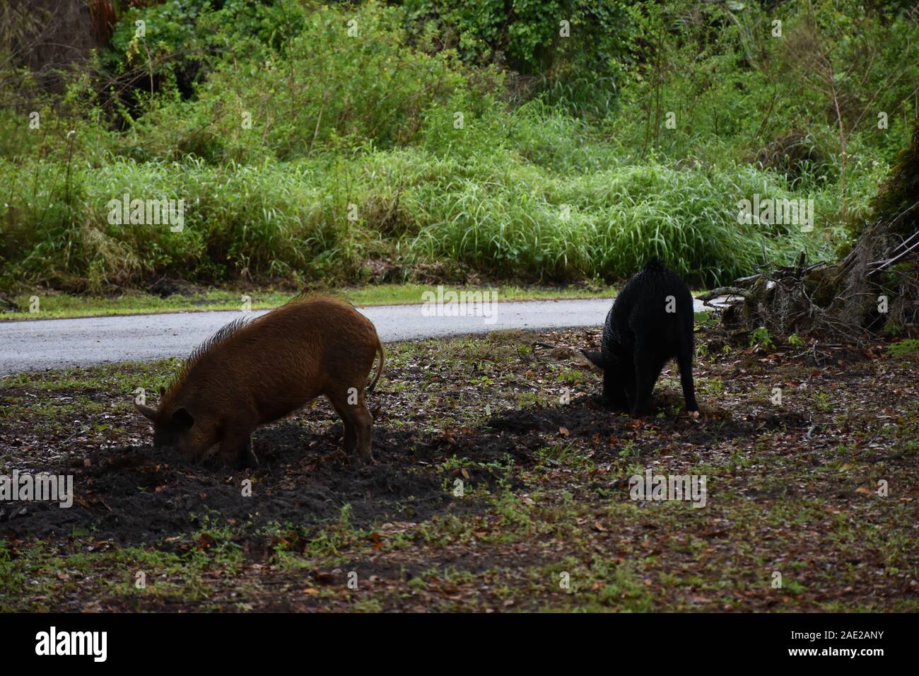 Diese Tierfotos Wurden Im Circle B Bar Reserve In Der Nahe Von Winter Haven Florida Aufgenommen Sie Zeigen Dass Feral Hogs Nach Essen Schauen Und Umherstreifen Stockfotografie Alamy