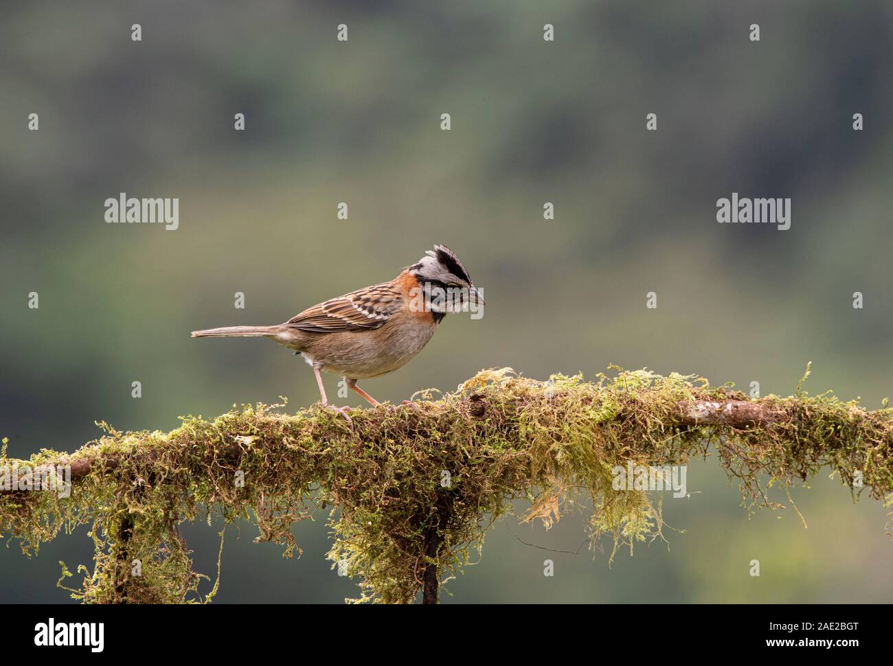 Rufous Collared Sparrow: Zonotriochia capensis. Costa Rica. Stockfoto