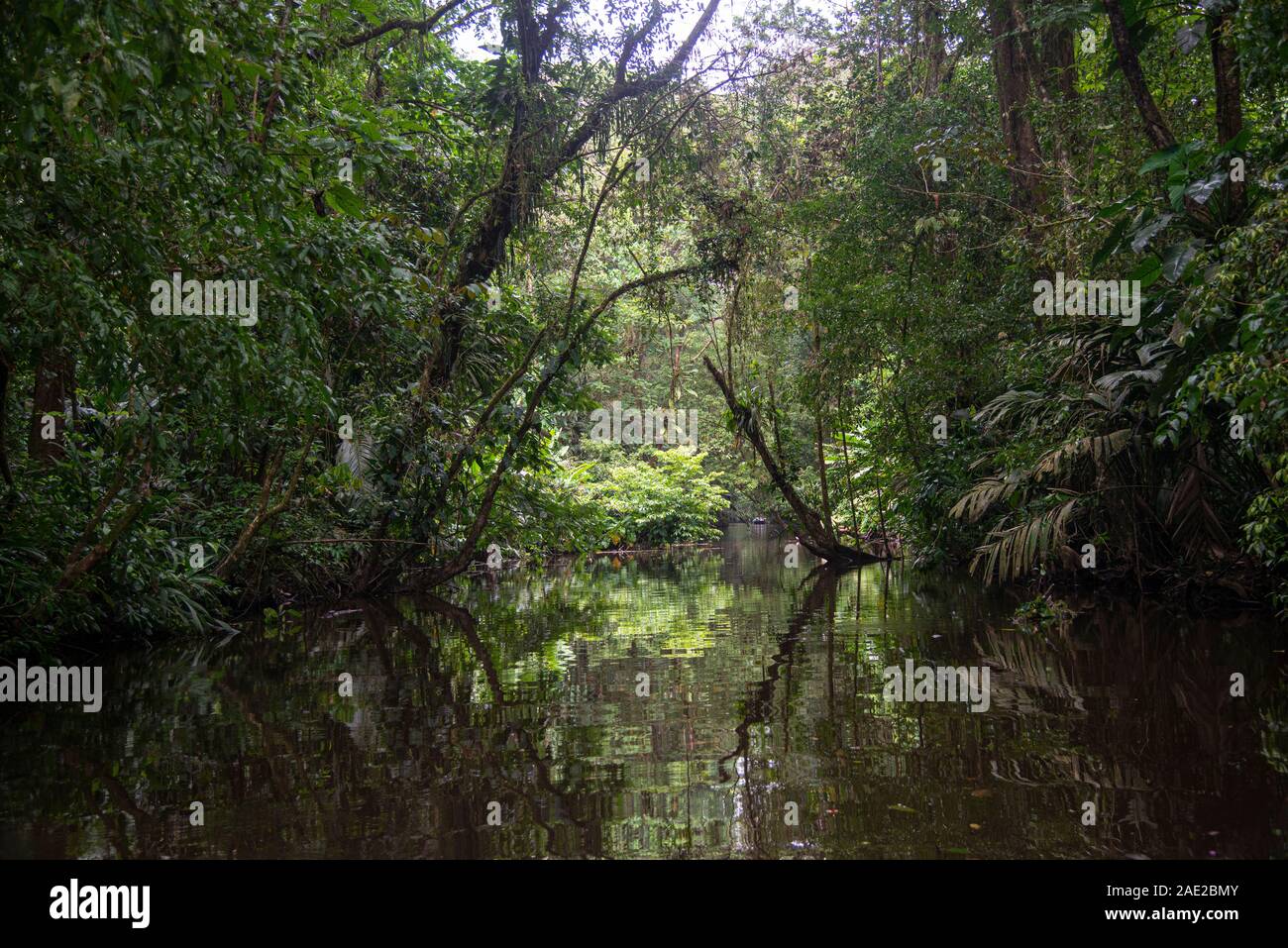 Wasserstraße, Nationalpark Tortuguero, Costa Rica. Stockfoto