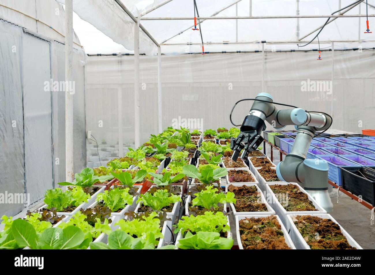 Industrielle Robotik in Gemüsegärten verwendet, um Arbeit und Ernte am Konzept des Smart Farming 4.0 Industrie 4.0 Hilfe zu beantragen. Stockfoto