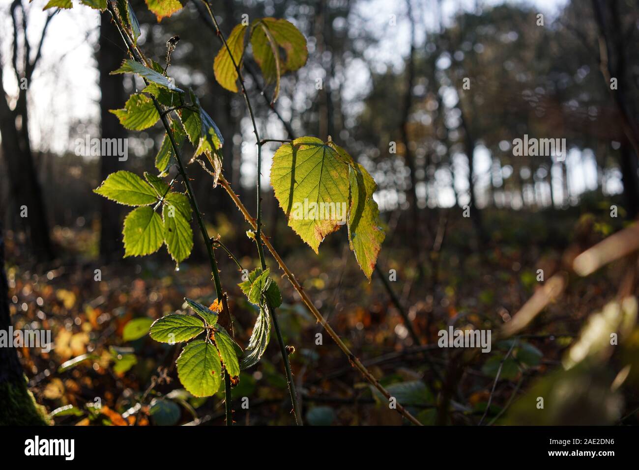 Formby Woods. Sefton Coast. Holz mit Winter Licht. Nahaufnahme eines Blattes. Stockfoto