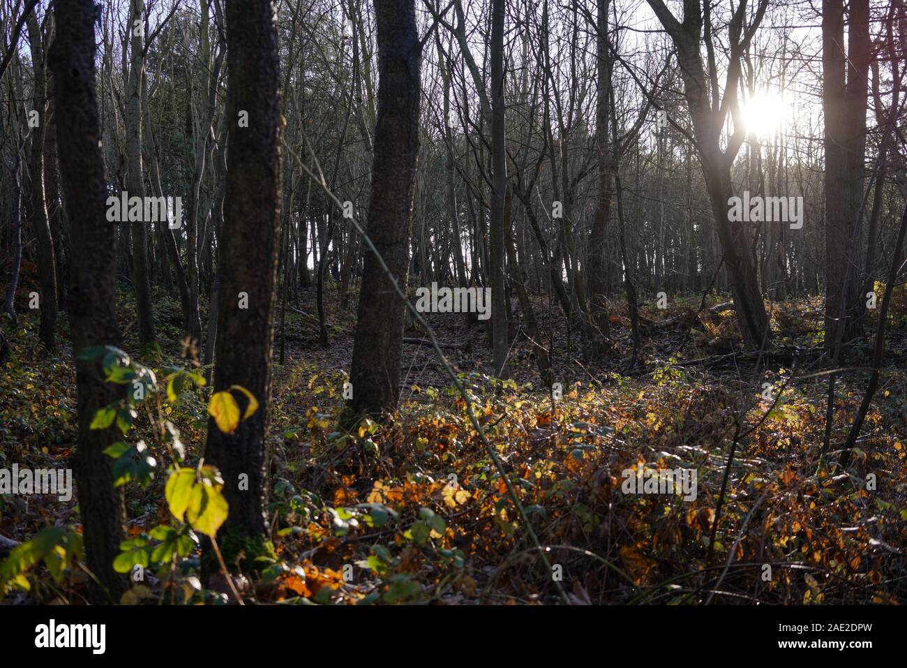 Formby Woods. Sefton Coast. Holz mit Winter Licht. Stockfoto