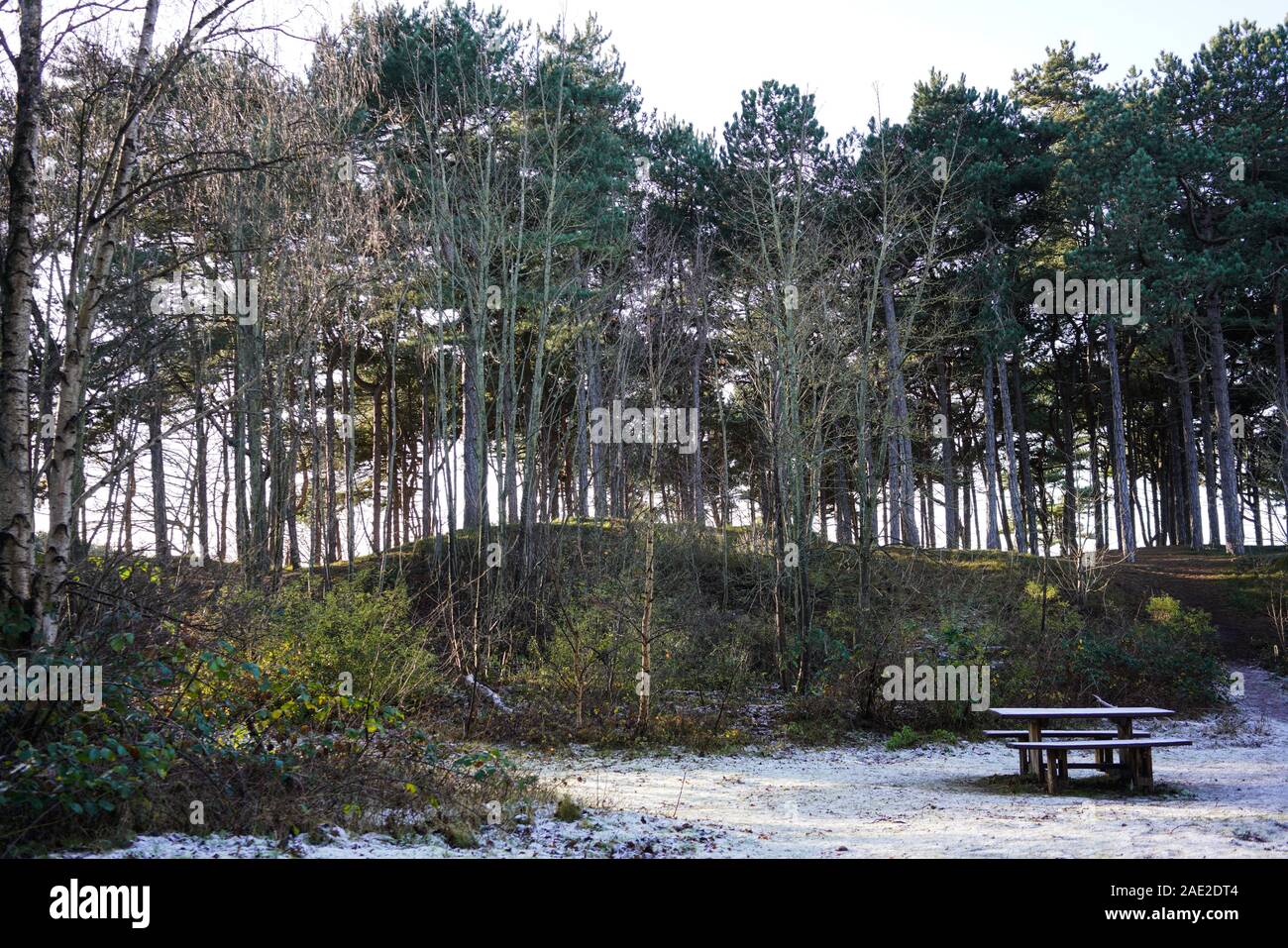 Formby Woods. Sefton Coast. Holz mit Winter Licht. Stockfoto