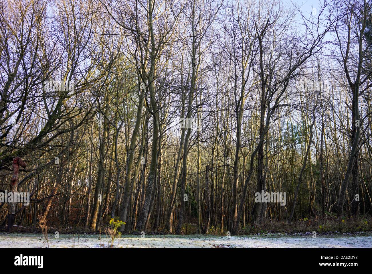 Formby Woods. Sefton Coast. Holz mit Winter Licht. Stockfoto