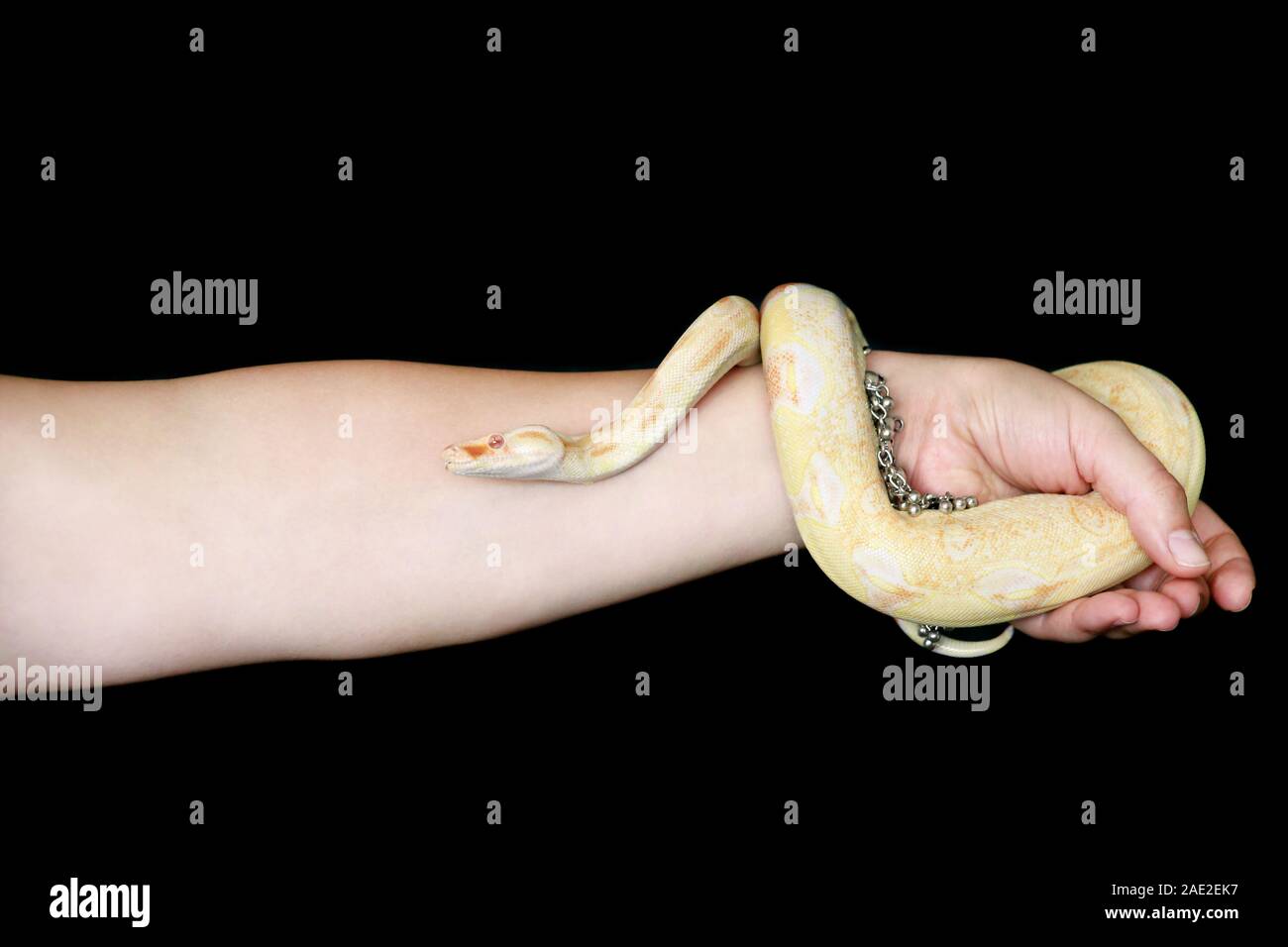 Weibliche Hände mit Schlange. Frau hält Boa constrictor albino Schlange in der Hand mit Schmuck. Exotischen tropischen kaltblütige Reptilien Tier, Boa Constrictor. Stockfoto