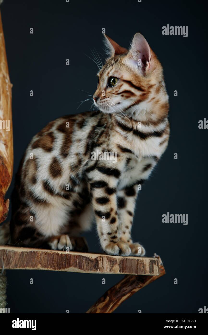 Junge Bengal Cat Studio Portrait Stockfoto