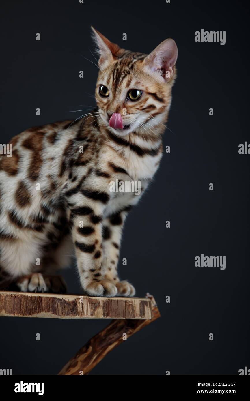 Junge Bengal Cat Studio Portrait Stockfoto