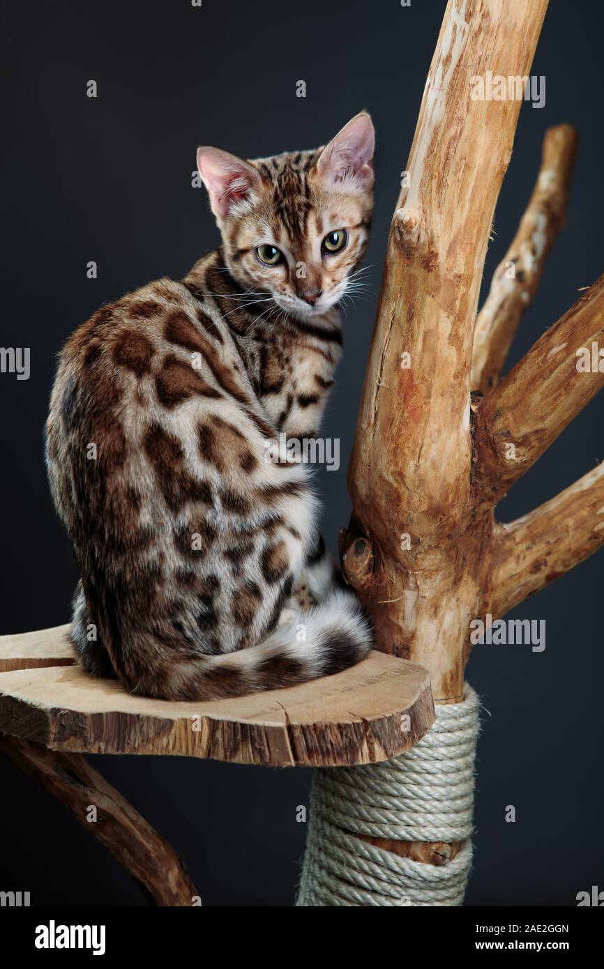 Junge Bengal Cat Studio Portrait sitzen auf Cat Tree Stockfoto