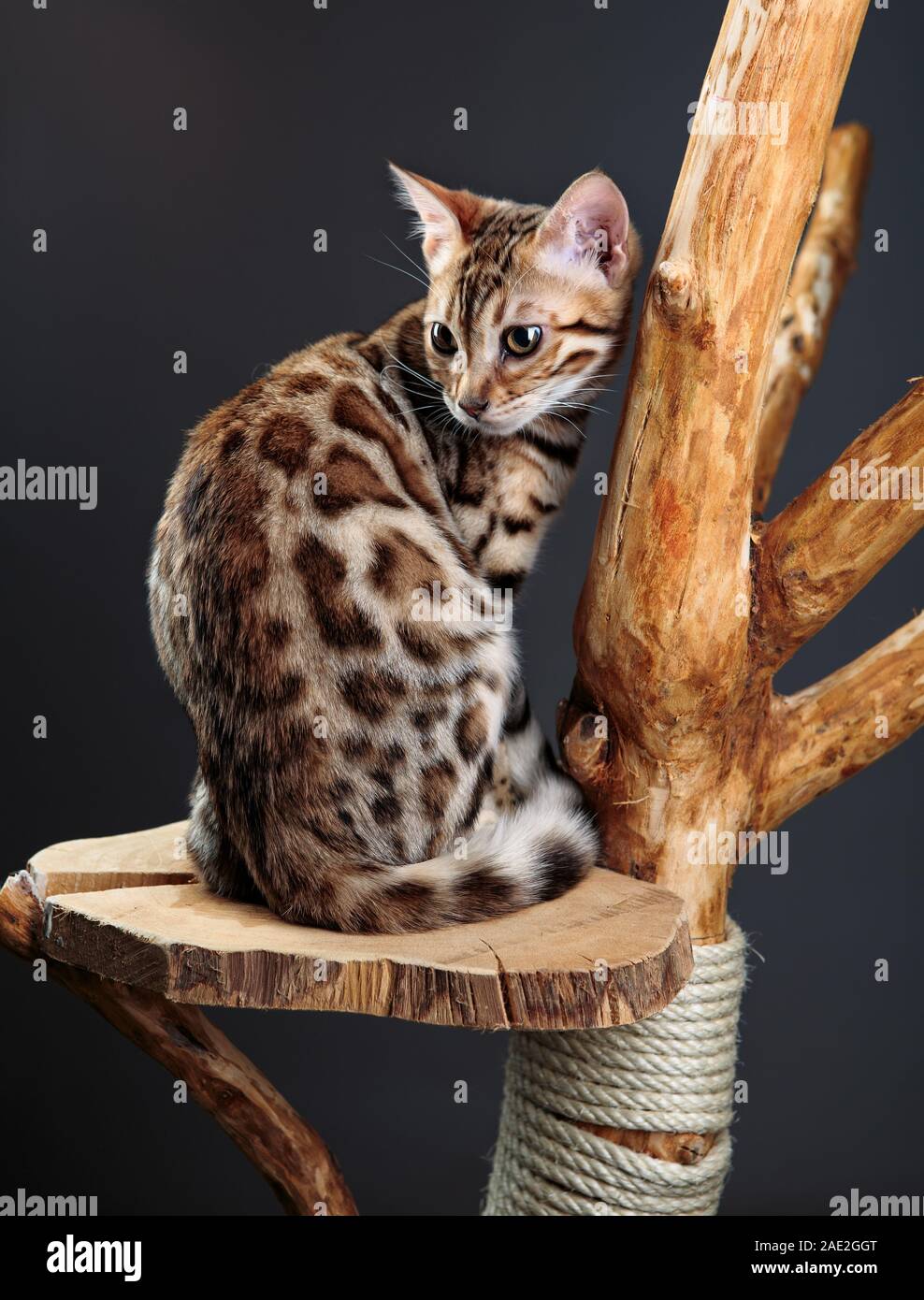 Junge Bengal Cat Studio Portrait sitzen auf Cat Tree Stockfoto