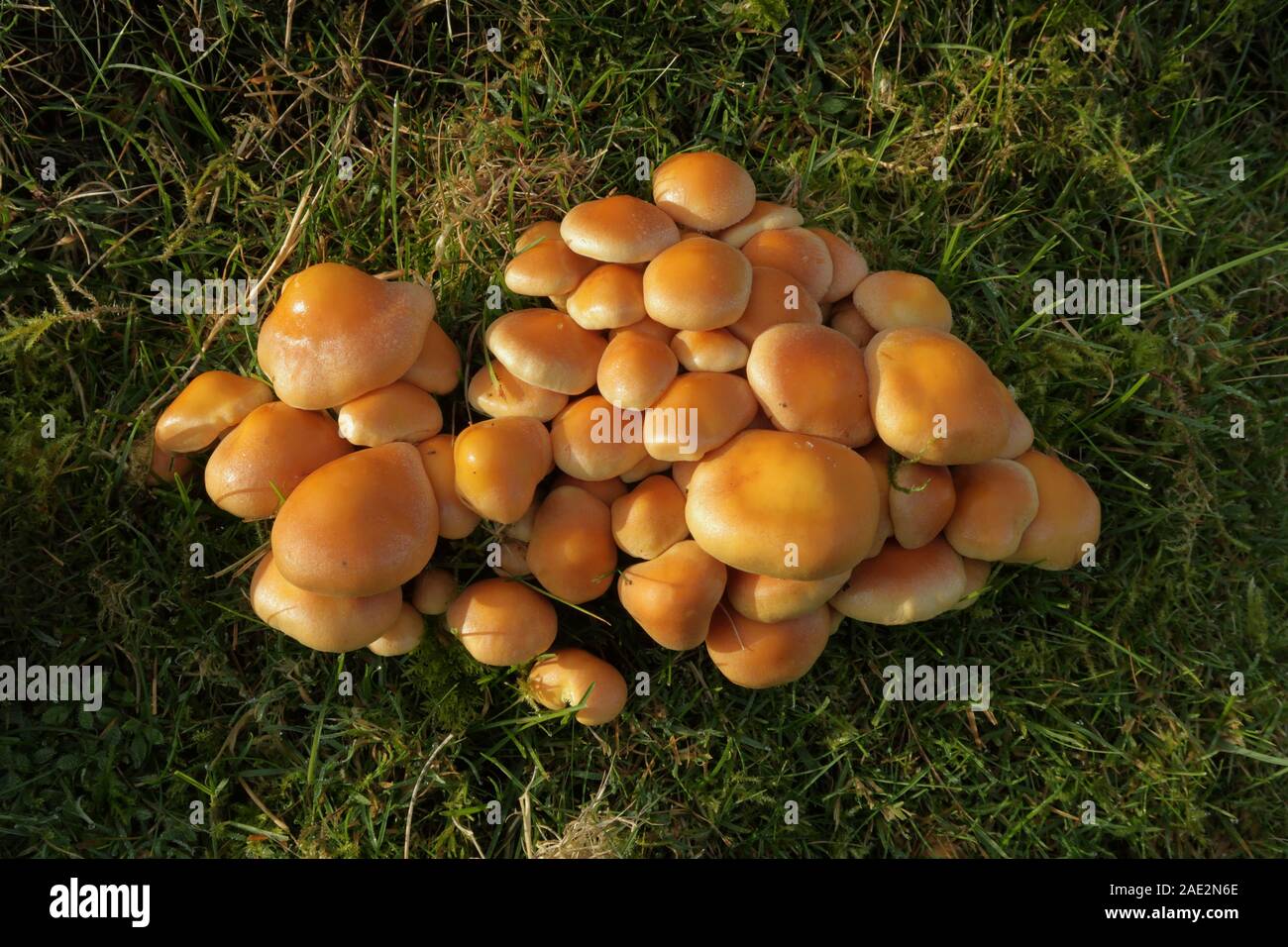 Zwei Holz Haarbüschel Pilz (Kuehneromyces mutabilis) wachsende auf Gras. Weitere Namen sind braun Eintopf Pilz und Zweifarbiger Pholiota. Weit verbreitet und Stockfoto