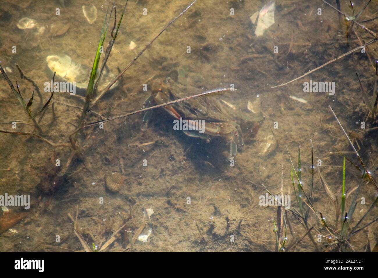 Es ist eine Krabbe, die ich in den nassen Länder von Maryland gefunden. Sie kann nicht wirklich sehen, die Krabbe aber das Foto ist cool. Stockfoto