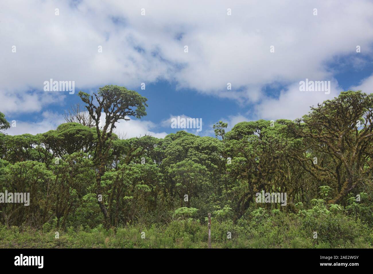 Scalesia Riese daisy Bäume, Galapagos, Ecuador Stockfoto