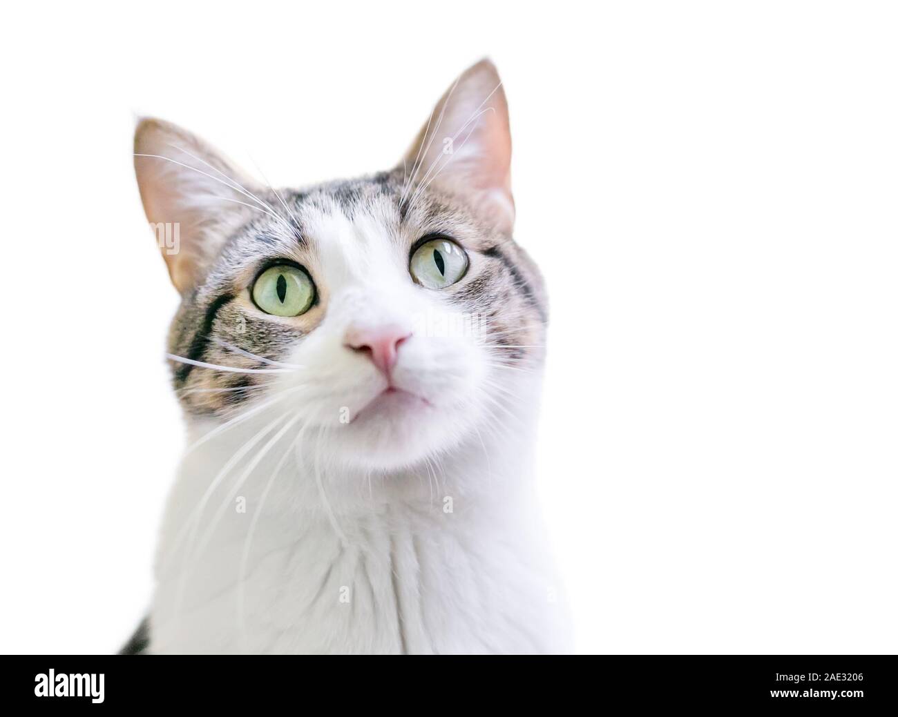 Eine inländische Kurzhaar Katze mit Tabby und weiße Markierungen und grüne Augen, Blick nach oben Stockfoto