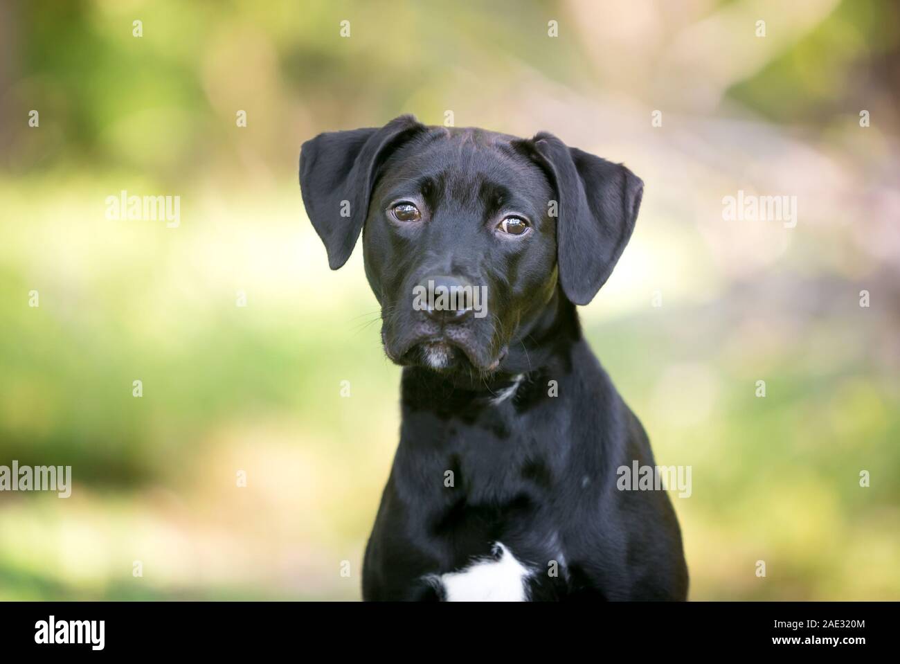 Eine junge schwarze Labrador Retriever Mischling Hund mit großen schlappohren Stockfoto