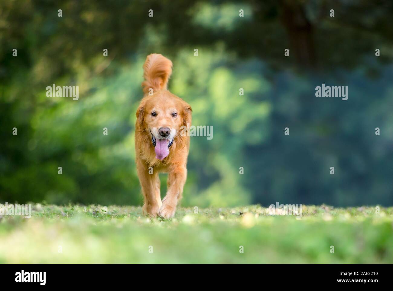 Ein glückliches Golden Retriever Hund im Freien direkt zu Fuß in Richtung der Kamera Stockfoto
