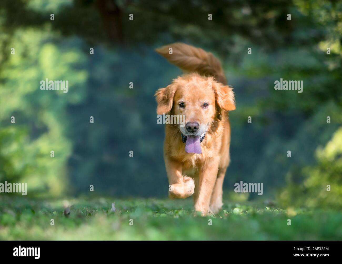 Ein glückliches Golden Retriever Hund im Freien direkt zu Fuß in Richtung der Kamera Stockfoto