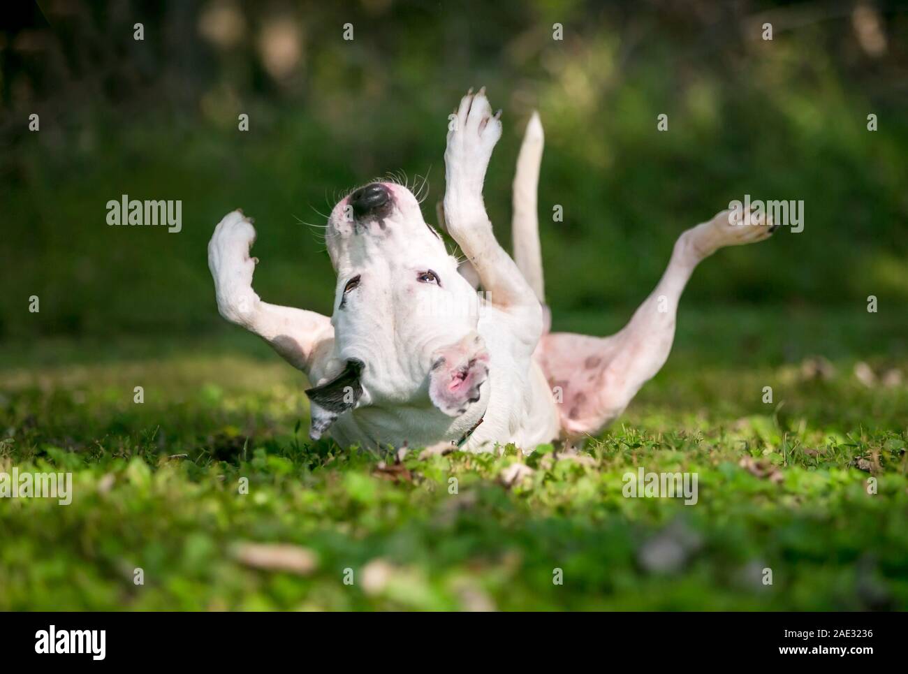 Eine weiße und eine schwarze American Bulldog Mischling hund Rollen auf dem Rücken im Gras Stockfoto