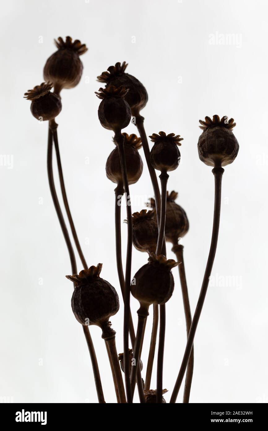 Silhouetted Mohn Köpfe auf weißem Hintergrund Stockfoto