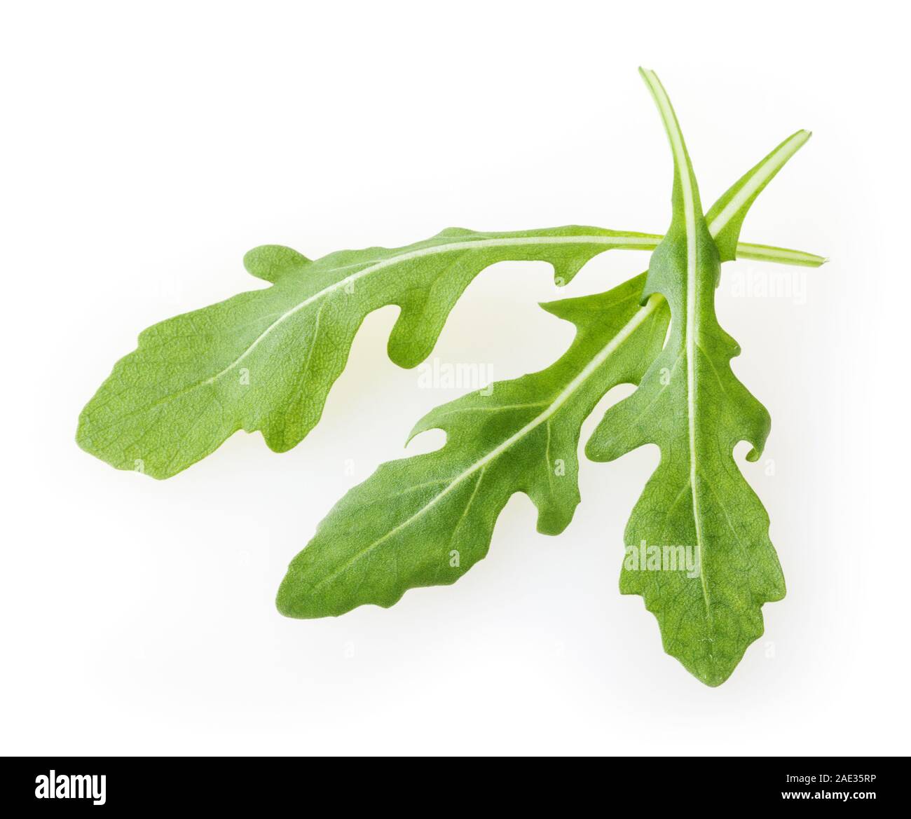Frische Rucola Blätter auf weißem Hintergrund Stockfoto