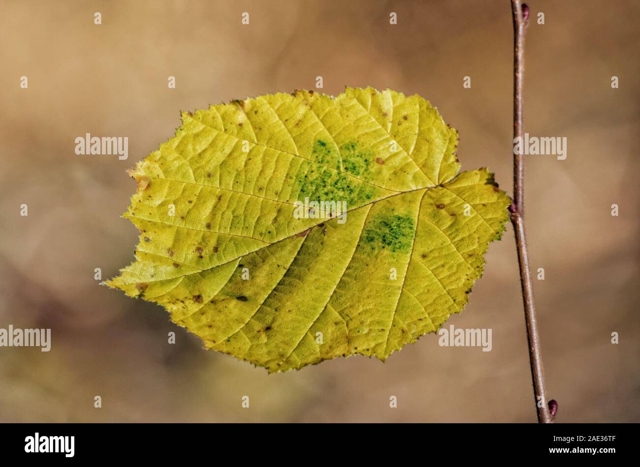 Eine gelbe Herbst Blatt auf einem Zweig vor einem unscharfen Hintergrund Stockfoto