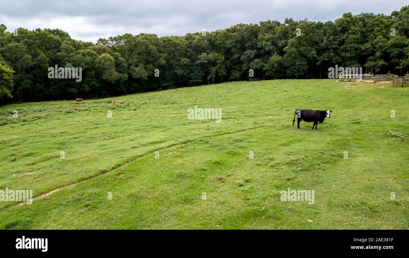 Kuh grasen in Feld Land mit Bäumen im Hintergrund Stockfoto