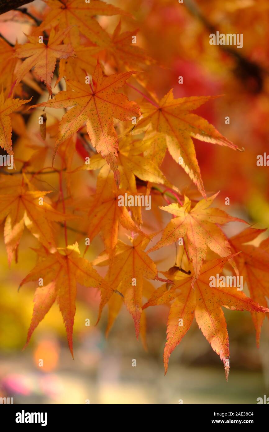 Ahorn, naejangsan National Park, Blätter im Herbst, Herbstlaub, Golden, Orange und Gelb, Herbstfarben, Horizontal Stockfoto