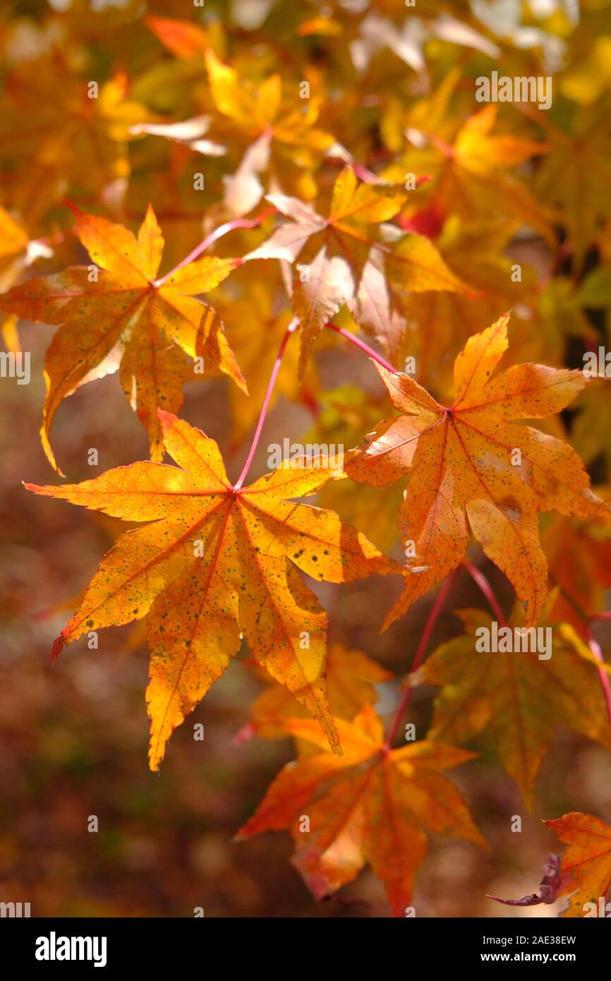 Ahorn, naejangsan National Park, Blätter im Herbst, Herbstlaub, gelbe, goldene, Herbst Farben Stockfoto