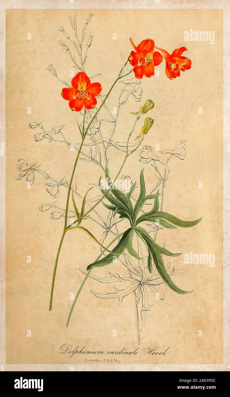 Chromolithograph der Delphinium cardinale Hoock. 19. jahrhundert Delphinium cardinale ist eine Pflanzenart aus der Gattung der larkspur durch den gemeinsamen Namen scarlet Larkspur bekannt Stockfoto
