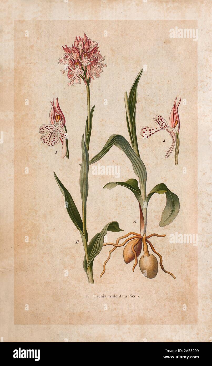 Orchis tridentata Scop. Neotinea tridentata, die drei - gezahnte Orchidee, ist eine Pflanzenart aus der Gattung der Orchideen in Südeuropa aus Spanien, der Türkei und Lebano gefunden Stockfoto