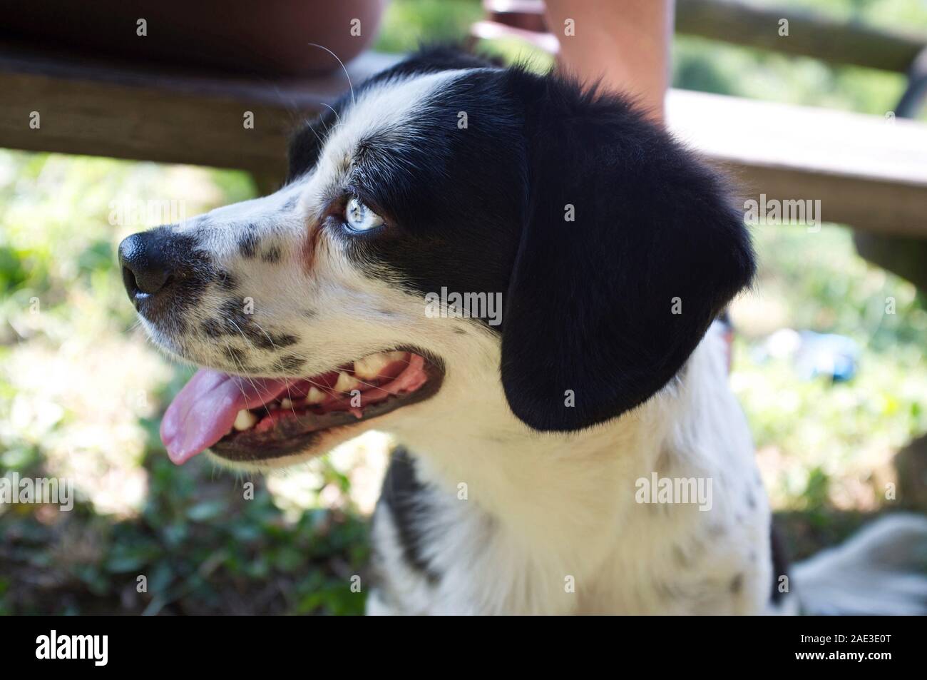 In der Nähe der schöne schwarze und weiße Welpen Schäferhund mit blauen Augen Stockfoto