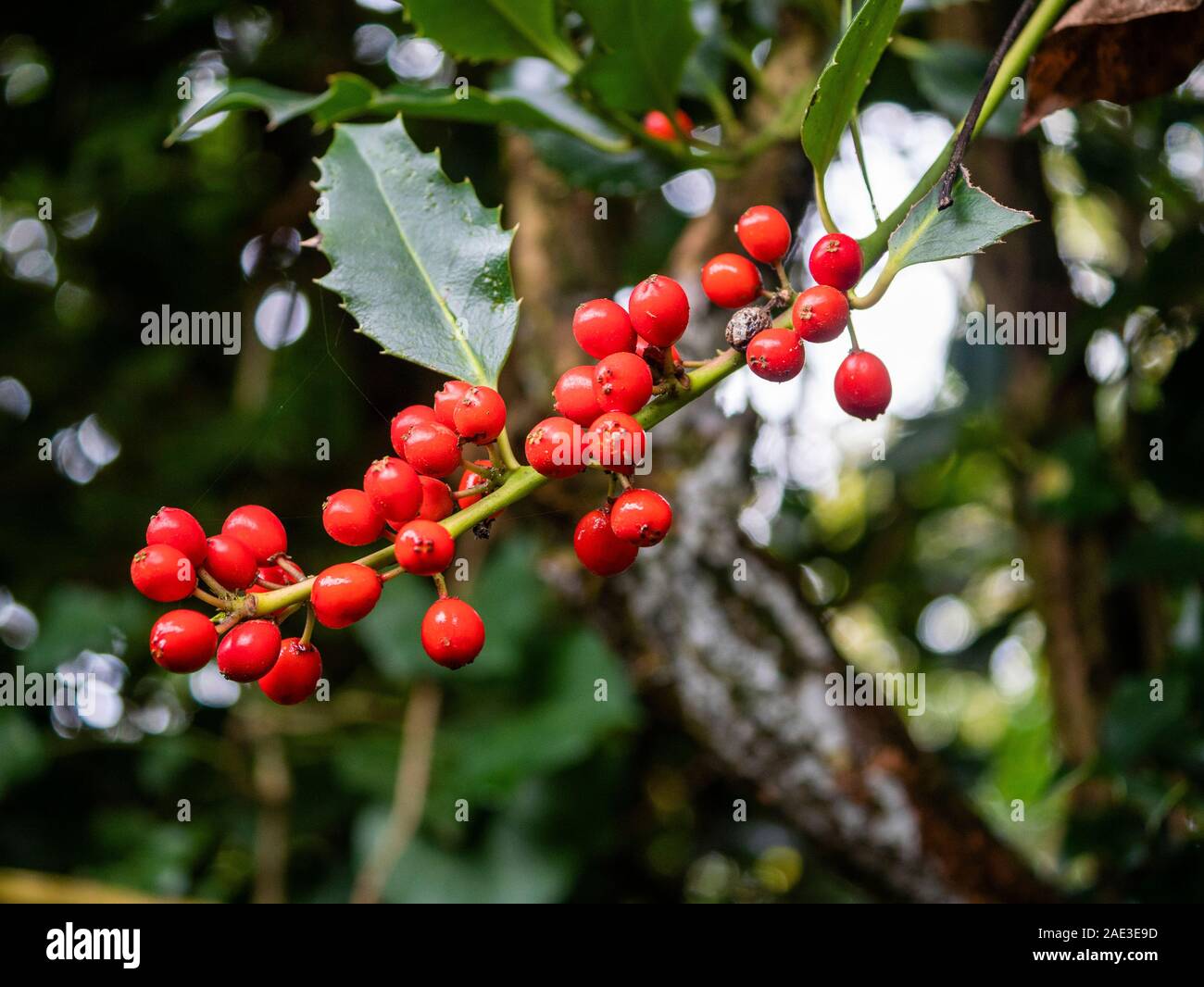 Stechpalme Ilex acquifolium mit vielen Beeren und wenige Blätter Tradition hat es, dass dies ist ein Zeichen für einen harten Winter zu kommen Stockfoto