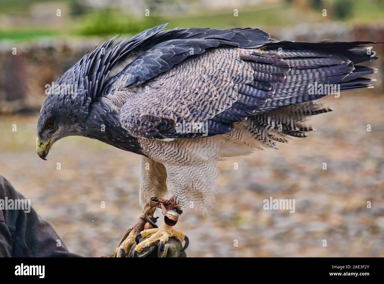 Schwarz-chested Bussard Eagle (geranoaetus Melanoleucus), Parque Condor, Otavalo, Ecuador Stockfoto