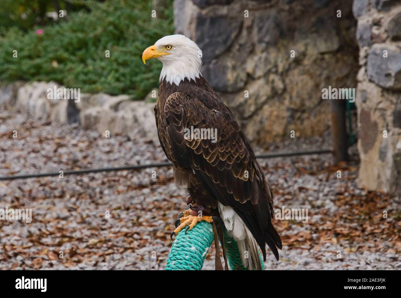 Der Weißkopfseeadler (Haliaeetus leucocephalus), Parque Condor, Otavalo, Ecuador Stockfoto