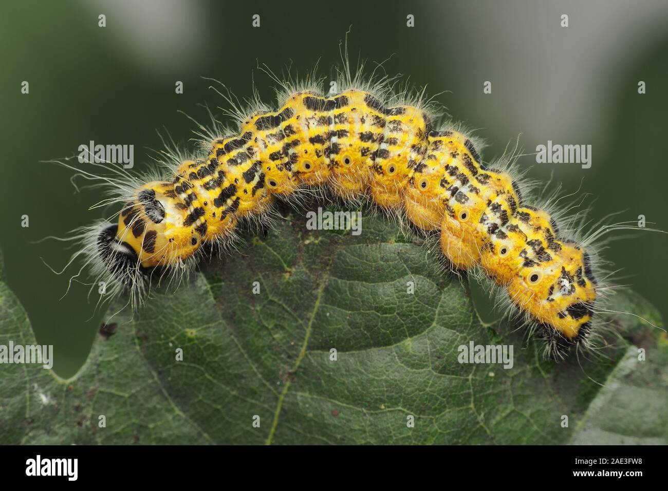 Buff-tipp Motte Caterpillar (Phalera bucephala) Fütterung mit Eichenlaub. Tipperary, Irland Stockfoto