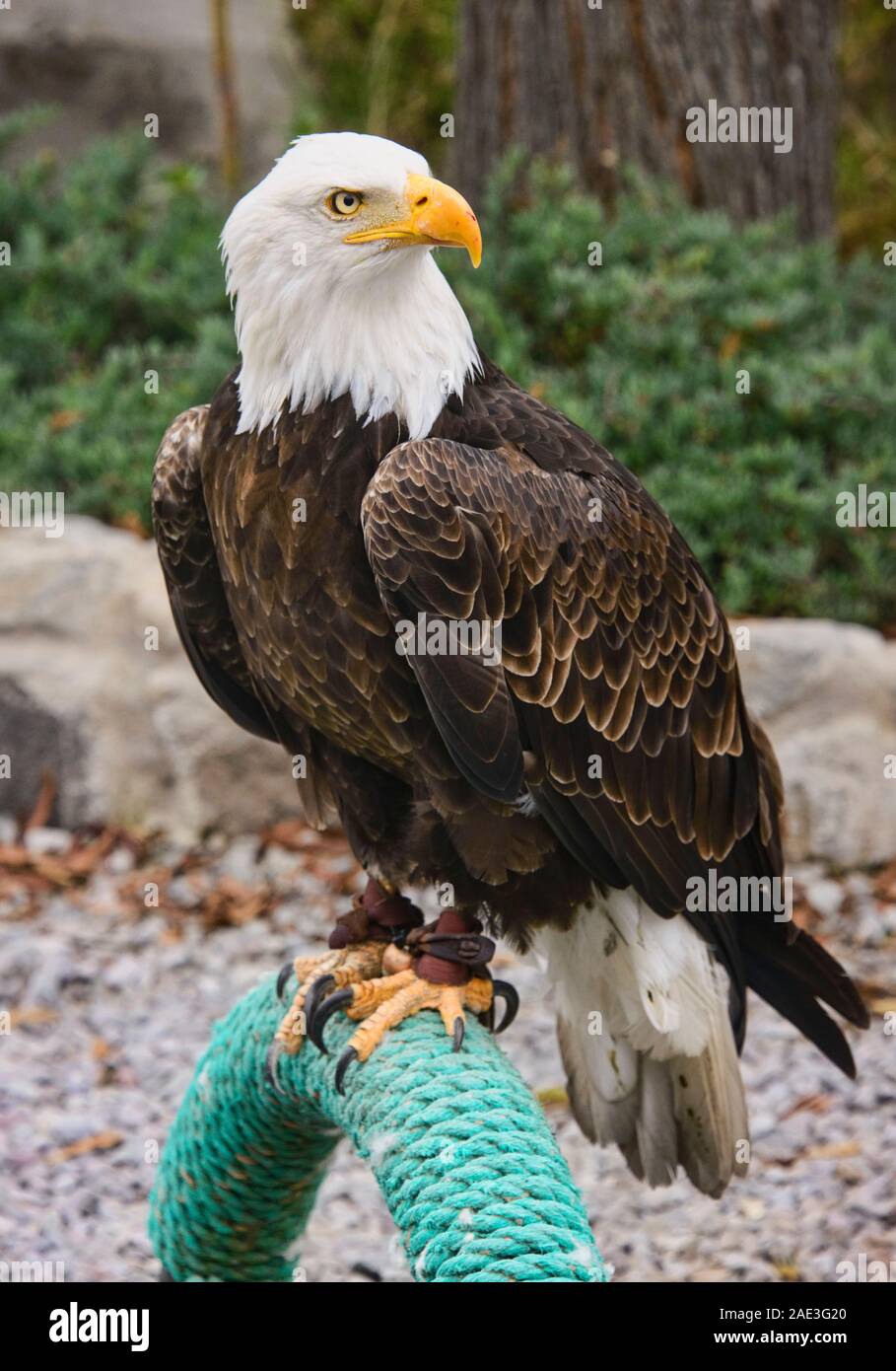 Der Weißkopfseeadler (Haliaeetus leucocephalus), Parque Condor, Otavalo, Ecuador Stockfoto