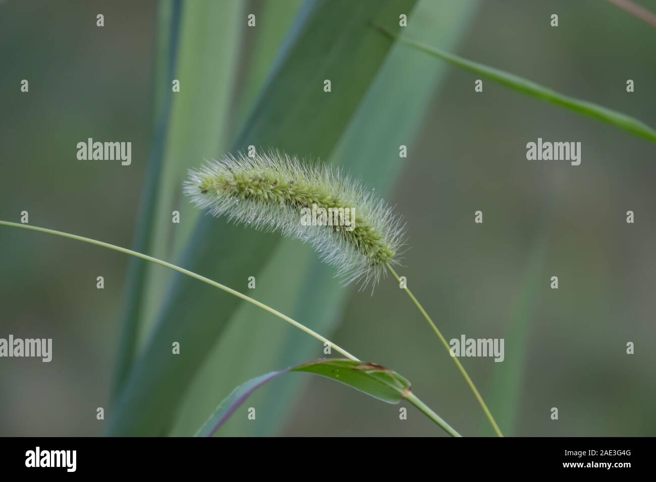 Foxtail Grass Blütenstand im Sommer Stockfoto
