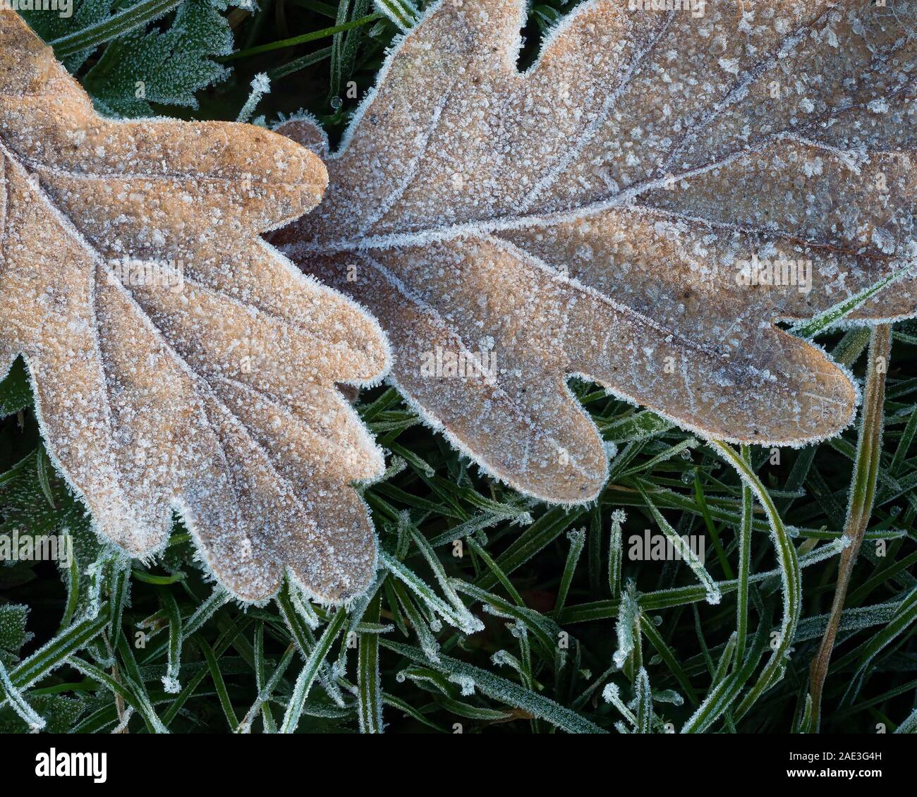 Gefallenen Eiche (Quercus spp.) in Frost bedeckt. Tipperary, Irland Stockfoto