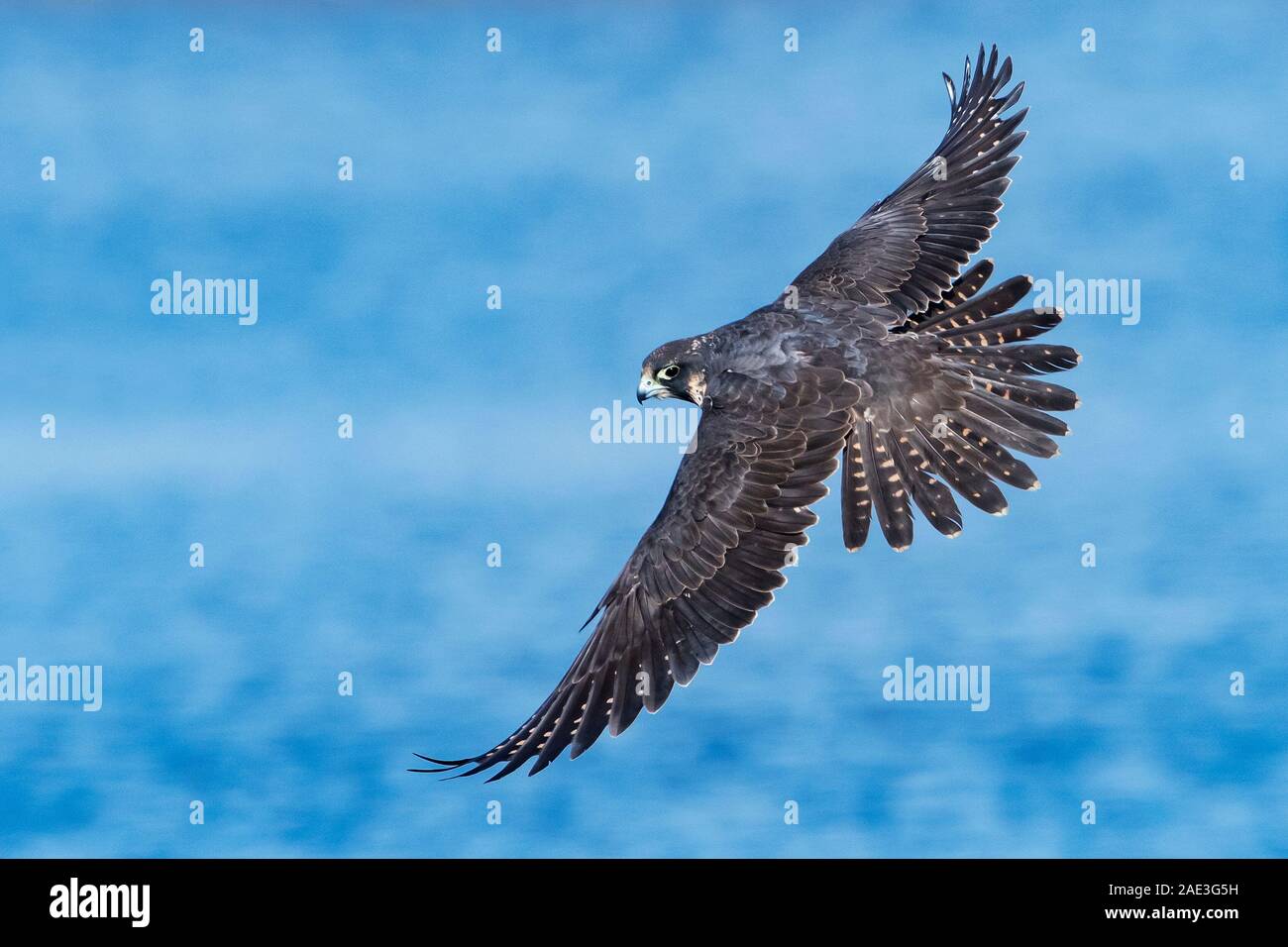 Wanderfalke im Flug Stockfoto