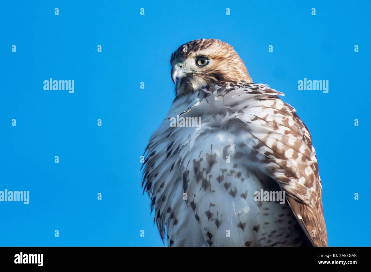 Juvenile Red-tailed hawk Nahaufnahme Stockfoto