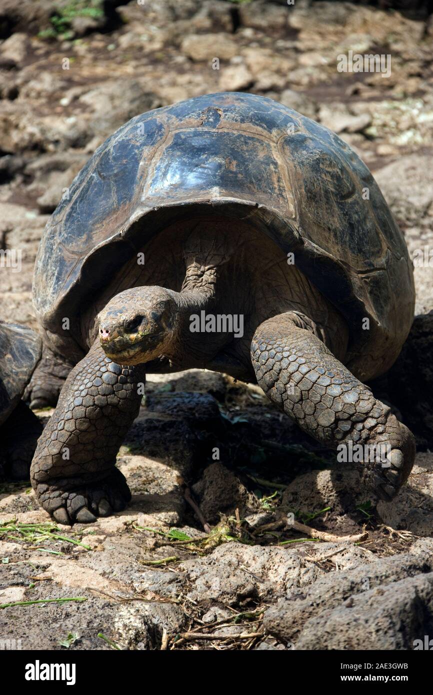 Eine junge Riesenschildkröte (Geochelone elephantopus ssp.) auf Isabela Insel auf Galapagos, Ecuador. Stockfoto