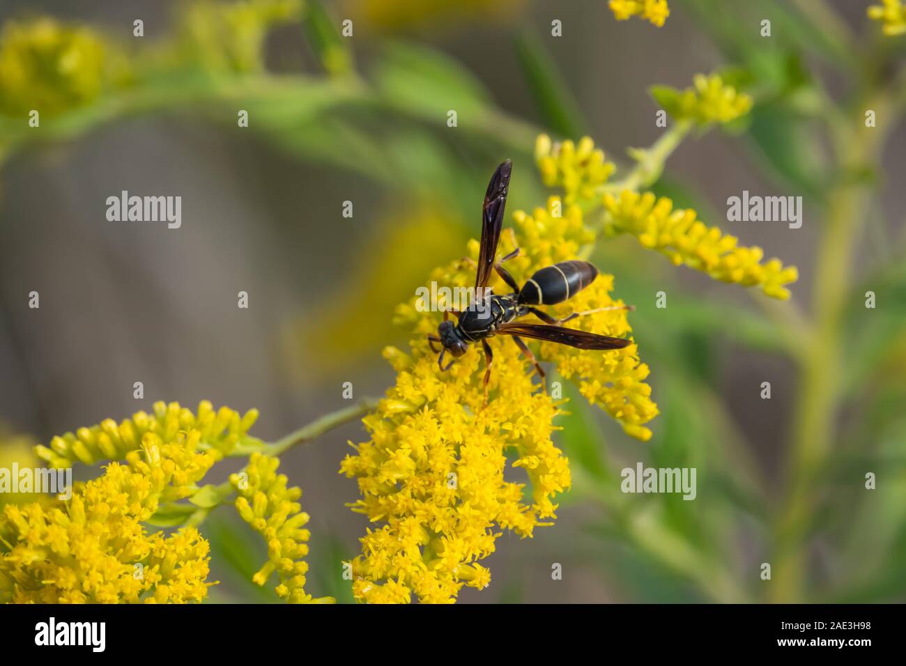 Northern Paper Wasp auf goldrute Blumen im Sommer Stockfoto