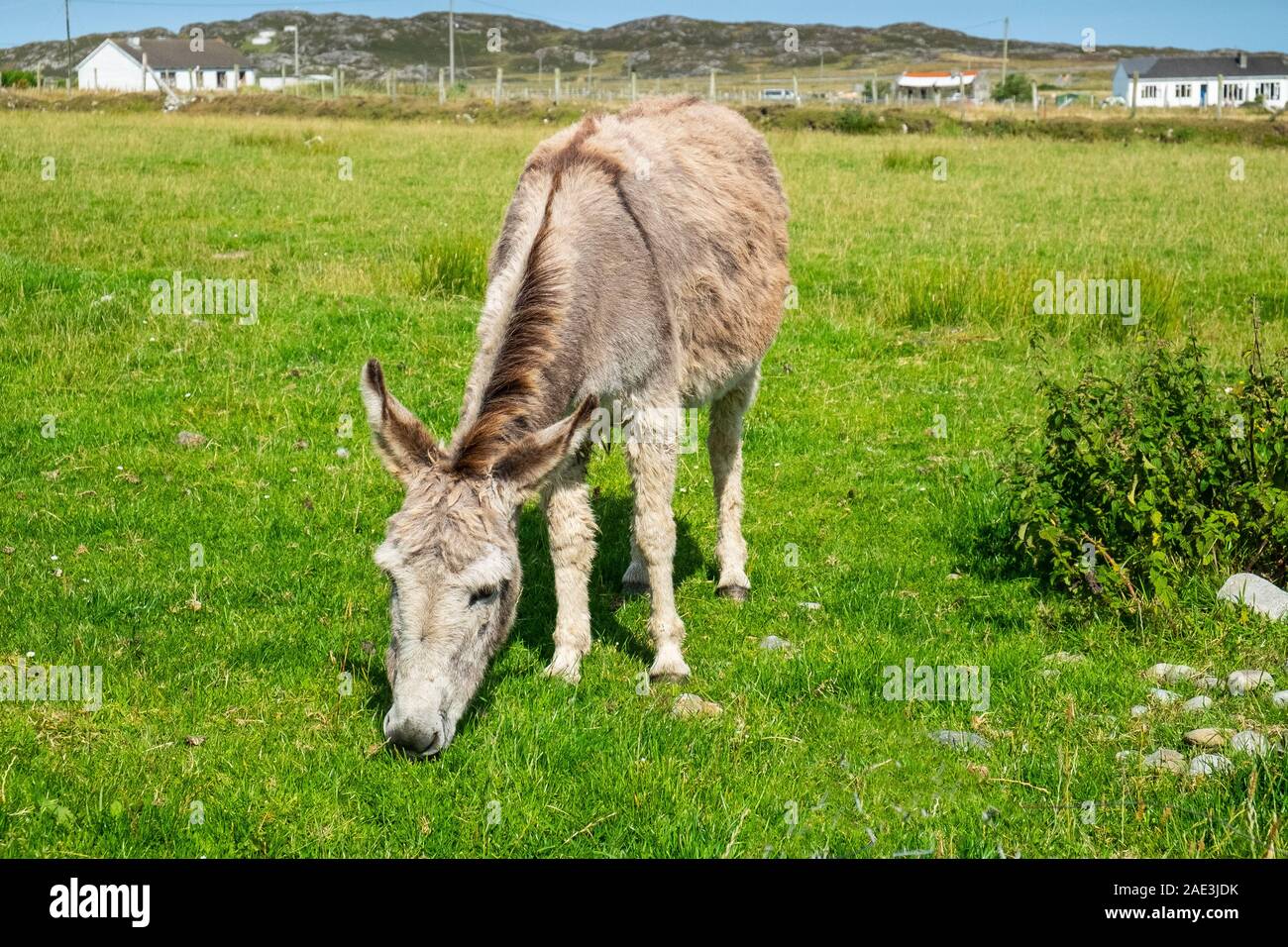 Esel essen Gras im Feld Stockfoto