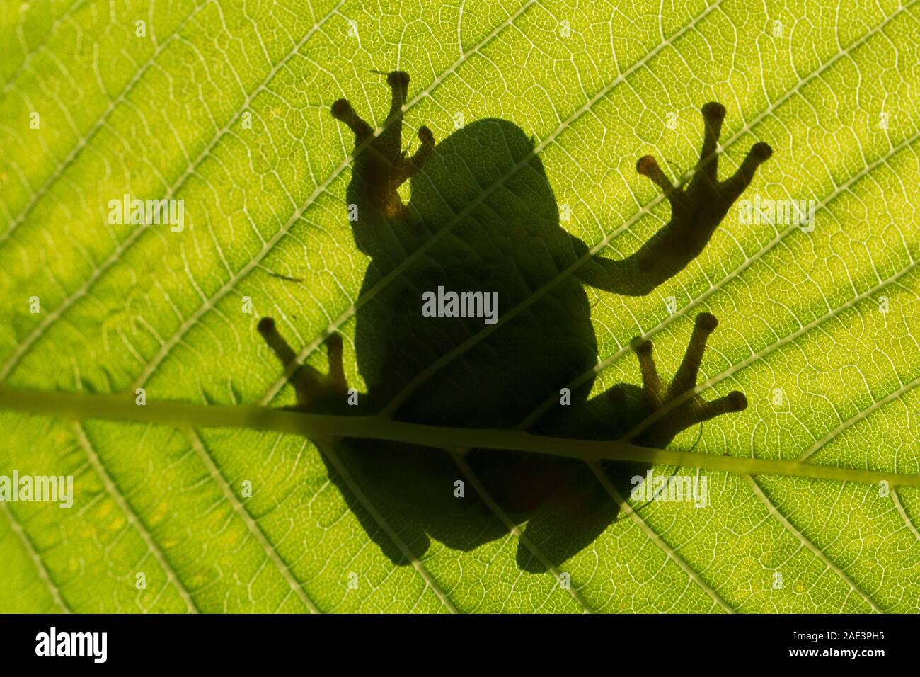 Silhouette der Europäische Laubfrosch (Hyla arborea/Rana arborea) auf Blatt der Wasserpflanzen im Marschland im Frühjahr Stockfoto