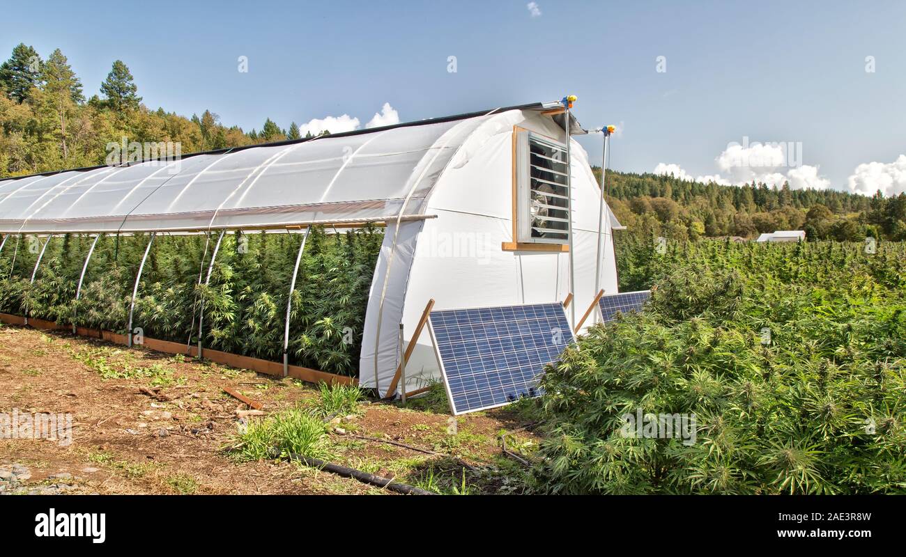 Hanf Farm, blhende'S Bio Hanf uver Dunst' Belastung mit Flligkeit im  Gewchshaus. Pflanzen Cannabis sativa in Feld 'Lifter' Belastung  Stockfotografie - Alamy