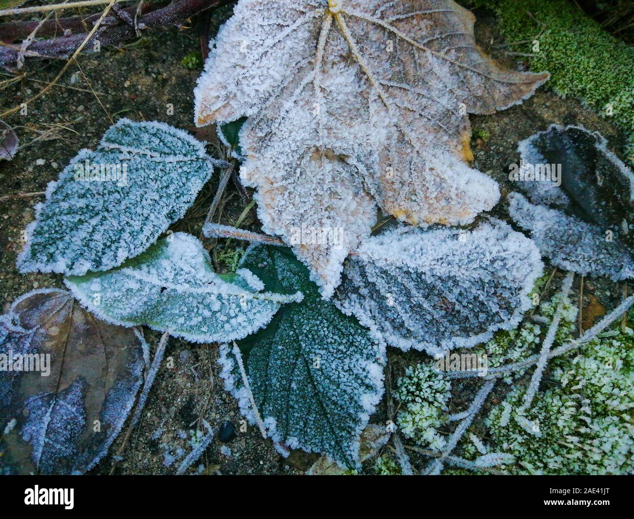 Nahaufnahme von Raureif, rime Eis auf Blätter an einem kalten, frostigen Morgen im Winter Stockfoto
